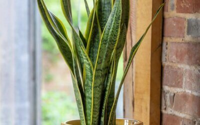 Sansevieria  – Cum se planteaza si cum se intretine?