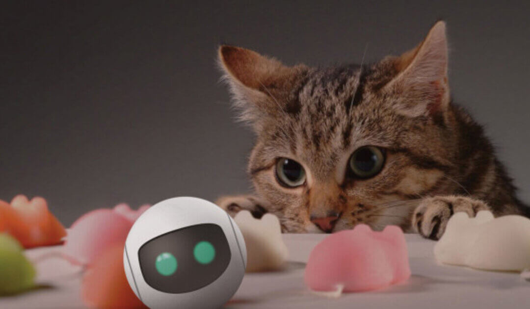 Cum poți crea un mediu de joacă interactiv pentru pisica ta?