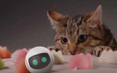 Cum poți crea un mediu de joacă interactiv pentru pisica ta?