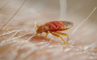 Cum sa scap de o infestare cu plosnite?
