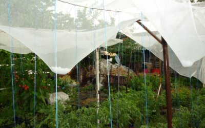 Umbrire. Cum poti proteja gradina de soare?